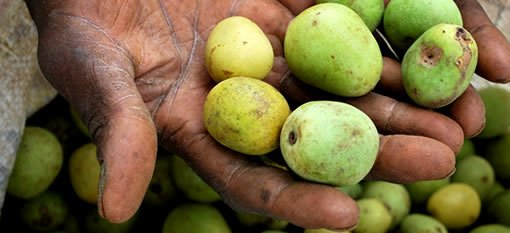 PICTURES: 2024 Marula (Buganu) Festival at Buhleni Royal Residence